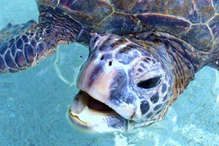 Osservazione dei delfini e delle balene a Kona