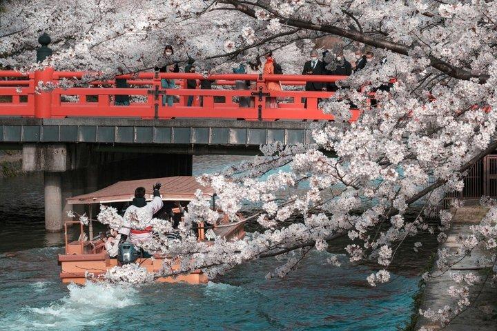 T8京都 : 季節の桜＆近江八幡運河クルーズ