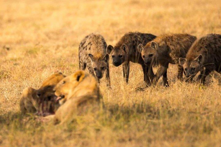 ナイロビ発アンボセリ国立公園3日間サファリ