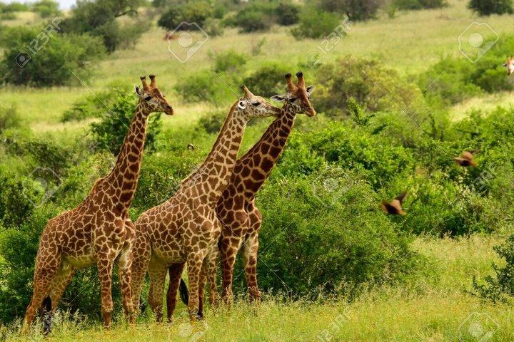 1 Nacht 2 Tage Safari zum Amboseli Nationalpark