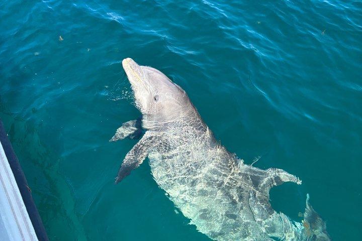 Shell Island Snorkel och delfin sightseeing