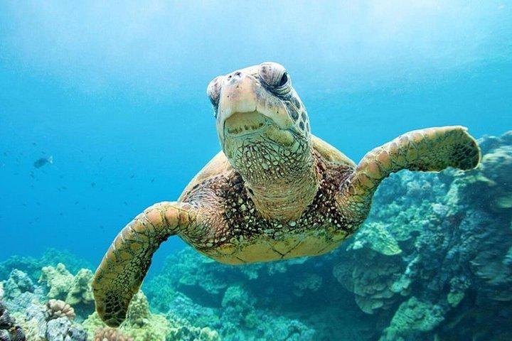 フルガダ島、マカディ島、相馬湾、エルゴウナ島全島半潜水ツアー
