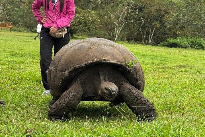 サンタクルーズのツアー：クレーター、溶岩トンネル、そしてカメ