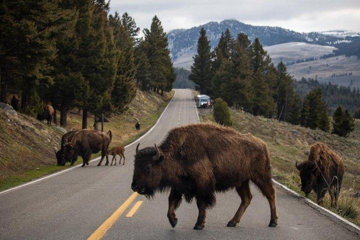 Excursão Yellowstone Discovery