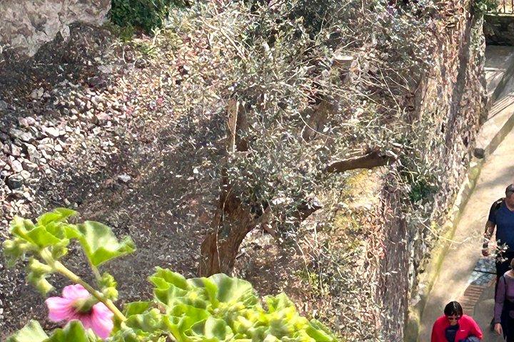 ソレント・アマルフィ海岸からの眺め神々の道ハイキングツアー