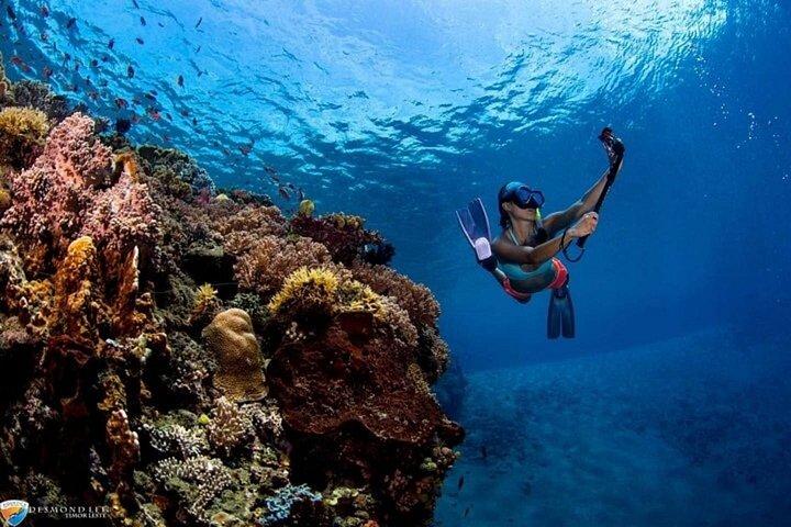 初心者のためのイントロダイビング2ストップ、ランチ付きクルーズ–フルガダ