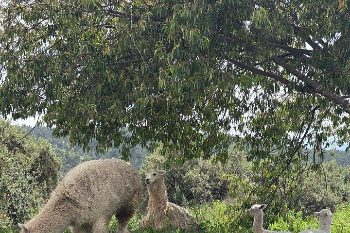 cuscoで月の神殿＆隠れた寺院を巡る乗馬ツアー