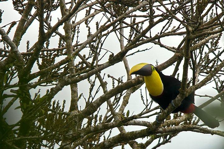 Mistico Park Arenal Hanging Bridges & Volcano Walk