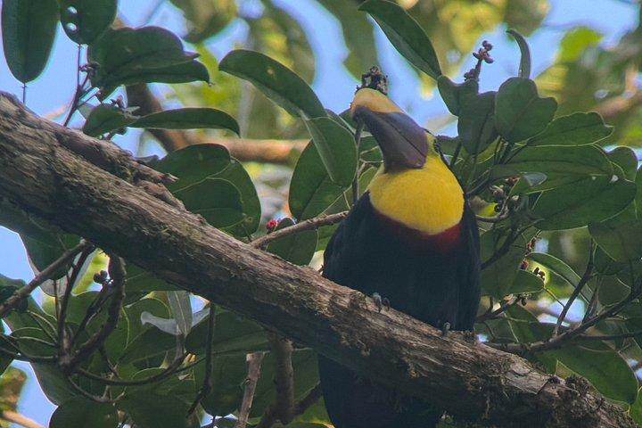 Mistico Park Arenal Hanging Bridges & Volcano Walk