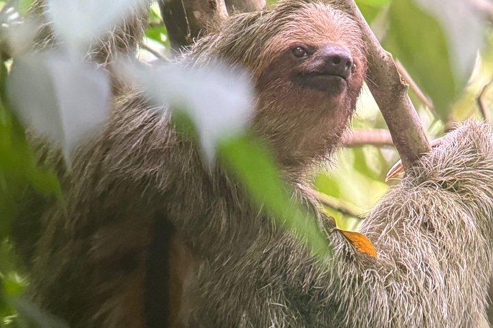 Mistico Park Arenal Hanging Bridges & Volcano Walk