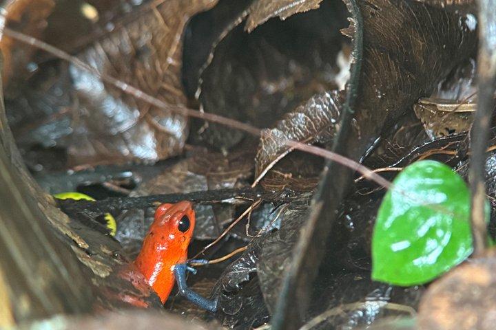 Mistico Park Arenal Hanging Bridges & Volcano Walk