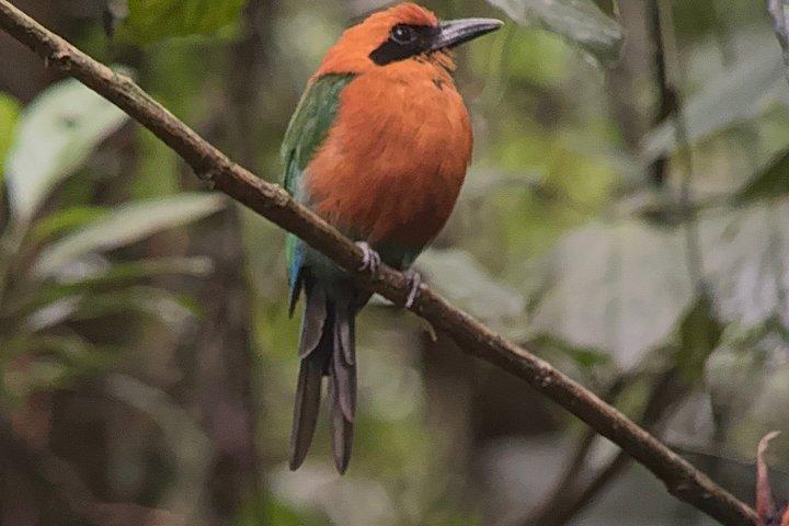 Mistico Park Arenal Hanging Bridges & Volcano Walk