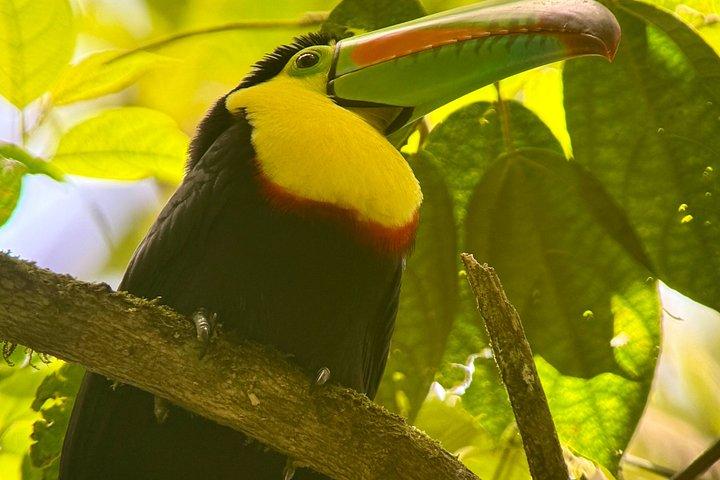 Mistico Park Arenal Hanging Bridges & Volcano Walk