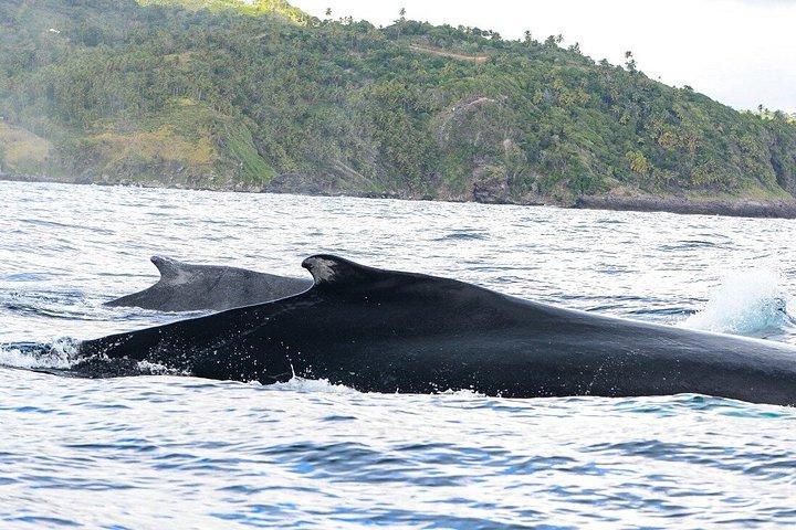 Full Day Samana Tour Waterfall Adventure and Bacardi Island