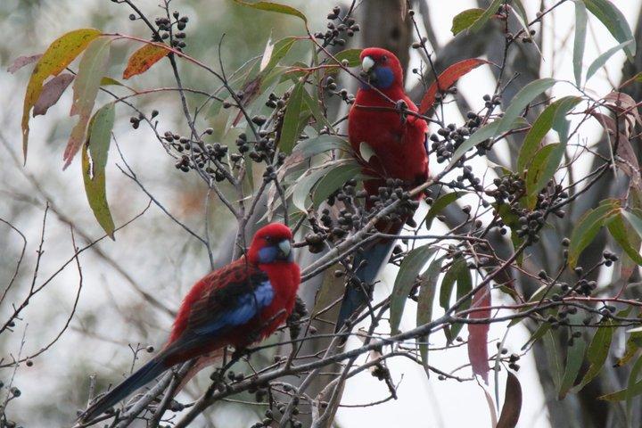 Blue Mountains Birdwatching Adventure