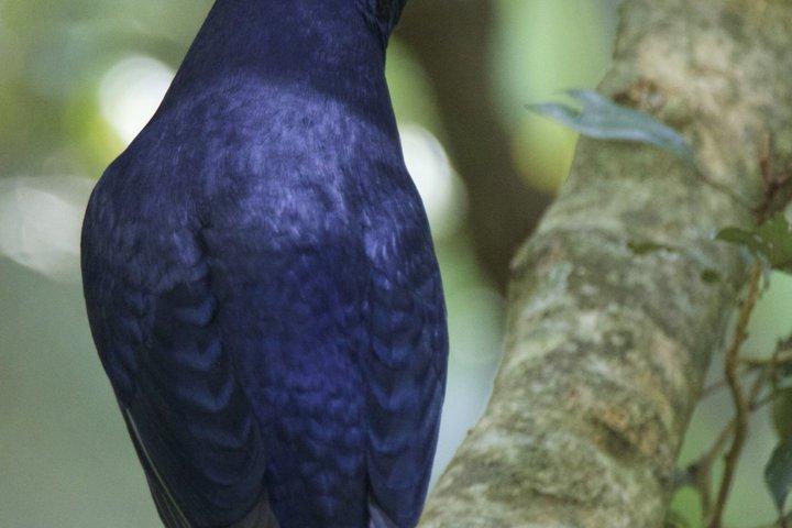 Blue Mountains Birdwatching Adventure