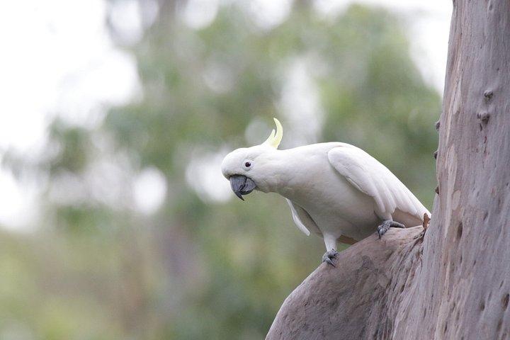 Blue Mountains Birdwatching Adventure