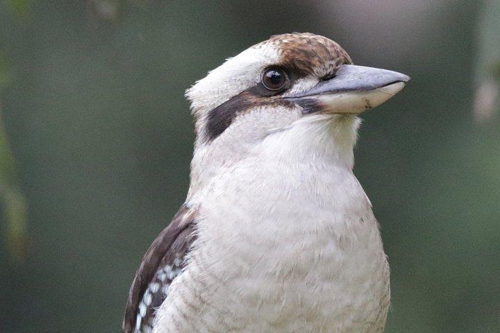 Blue Mountains Birdwatching Adventure