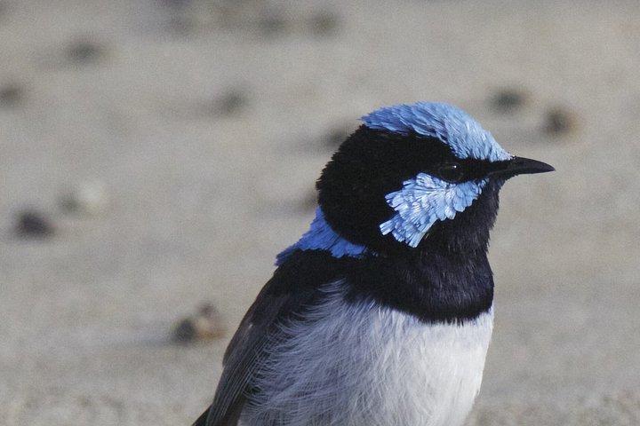 Blue Mountains Birdwatching Adventure