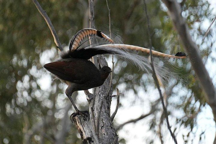 Blue Mountains Birdwatching Adventure