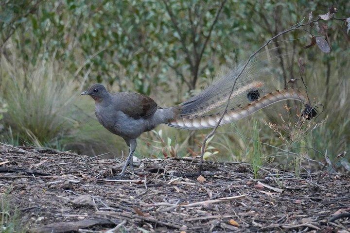 Blue Mountains Birdwatching Adventure