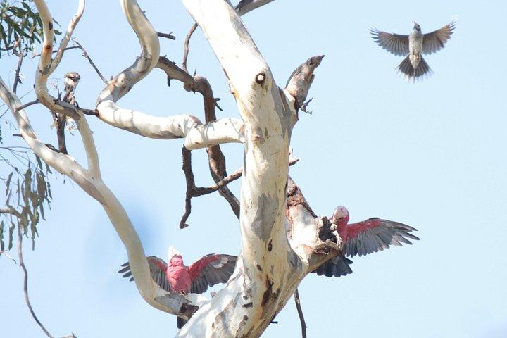 Blue Mountains Birdwatching Adventure