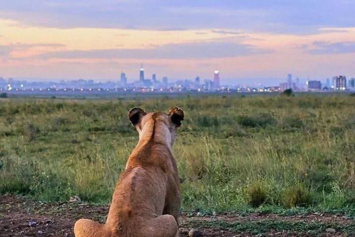 Nairobi National Park Day Trip with Expert Guide