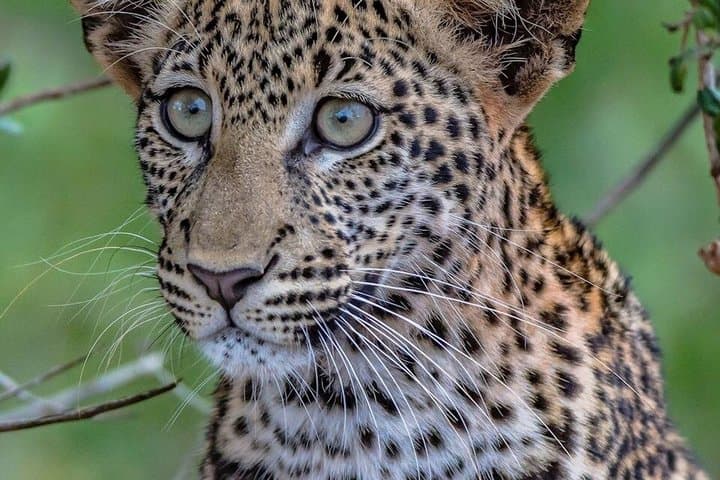 8 Days High End Kenya Luxury Safari