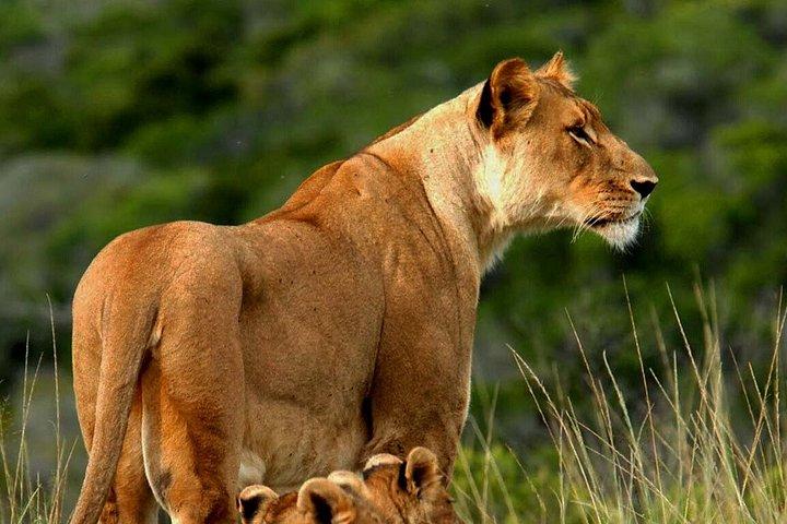 3 days Man Eaters Camp Madaraka Express Package