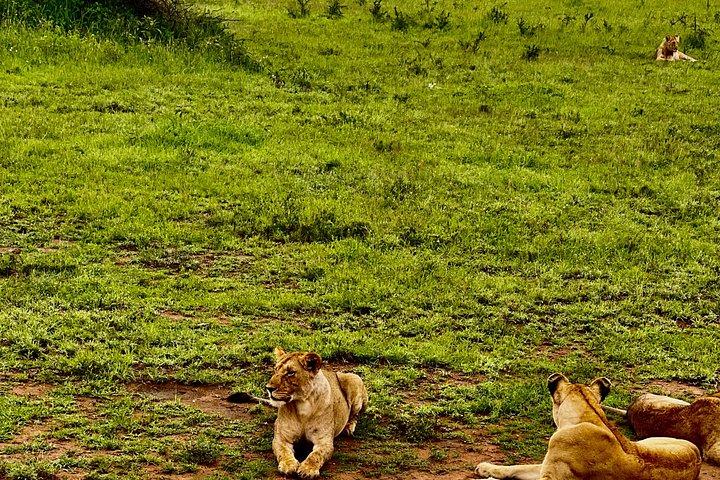 タランギル国立公園の日帰り野生動物サファリアドベンチャー