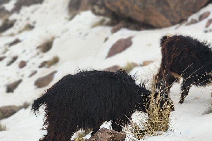 Dagstur til Taoudja-bjerget i High Atlas