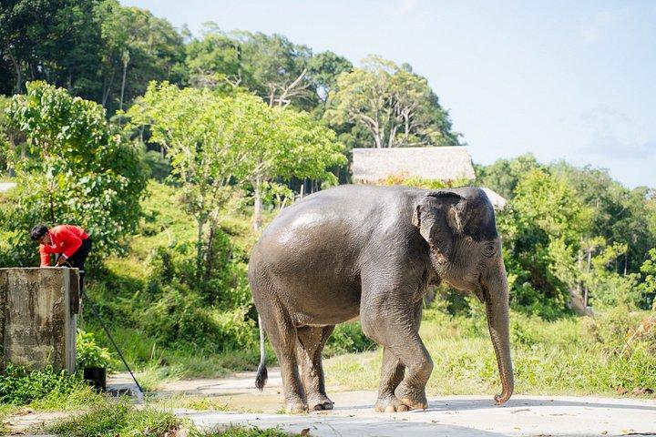パトン小集団ゾウの森散策と飼育員の話