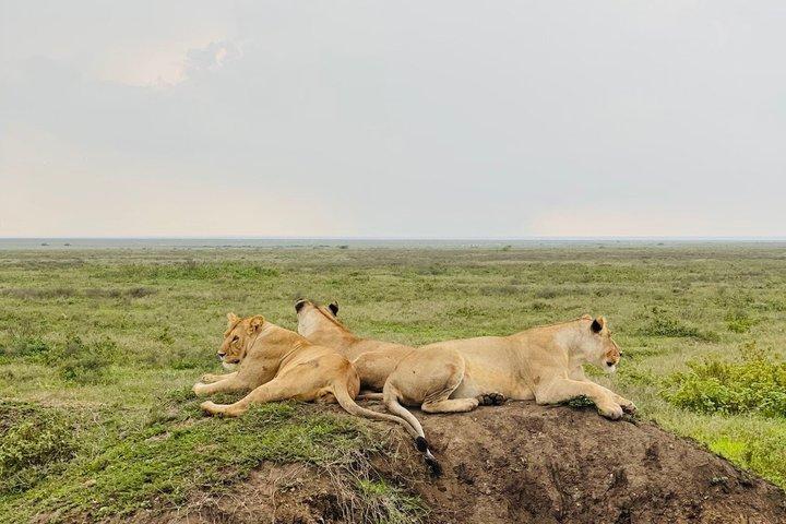 Dagstur till Tarangire National Park Wildlife Safari Adventure