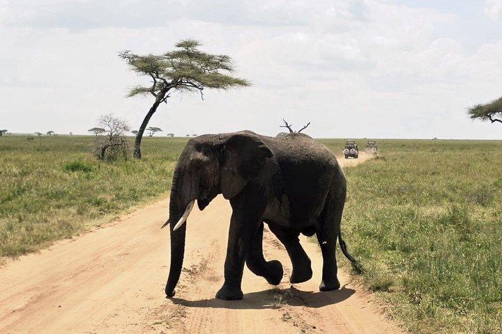Dagstur till Tarangire National Park Wildlife Safari Adventure
