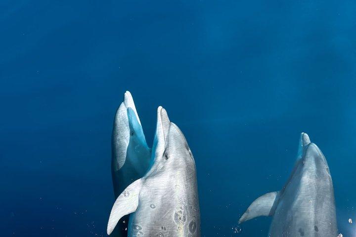 Kamiros Skala: Marine Life Experience