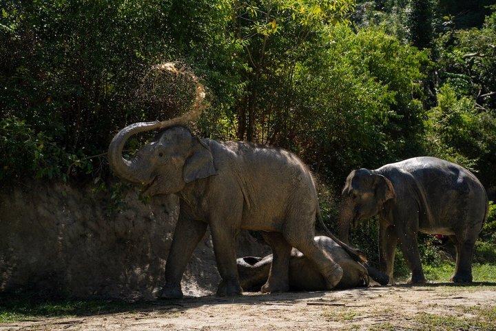 Phuket Ethical Elephant Experience i Patong