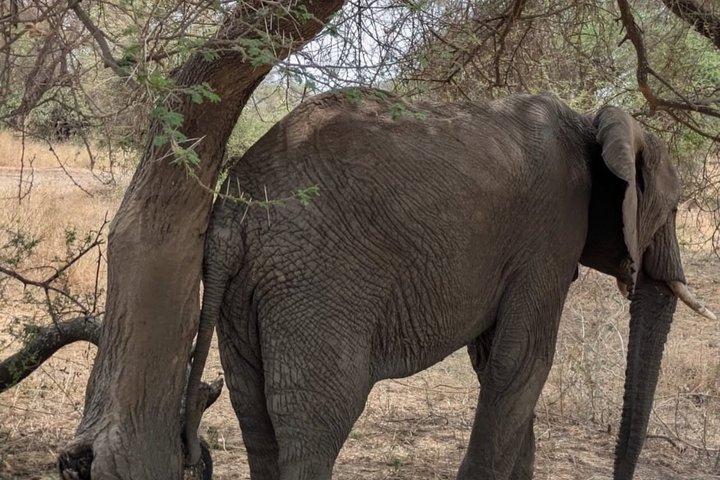 Dagstur till Tarangire National Park Wildlife Safari Adventure