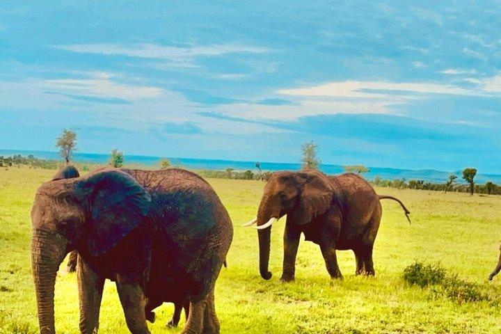 タランギル国立公園の日帰り野生動物サファリアドベンチャー