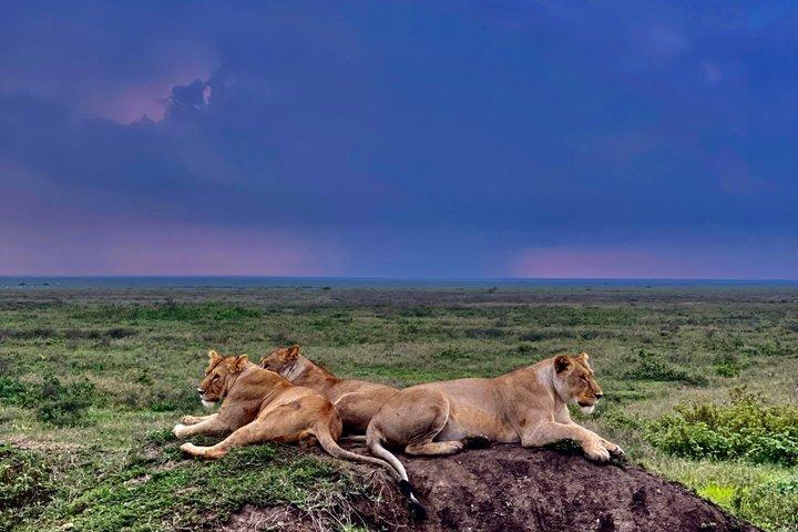 タランギル国立公園の日帰り野生動物サファリアドベンチャー