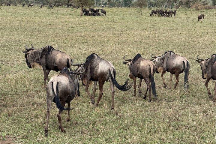 タランギル国立公園の日帰り野生動物サファリアドベンチャー