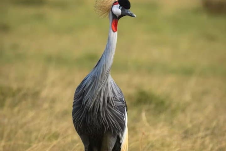 4 days Group Joining safari to Mara and Lake Nakuru National Park
