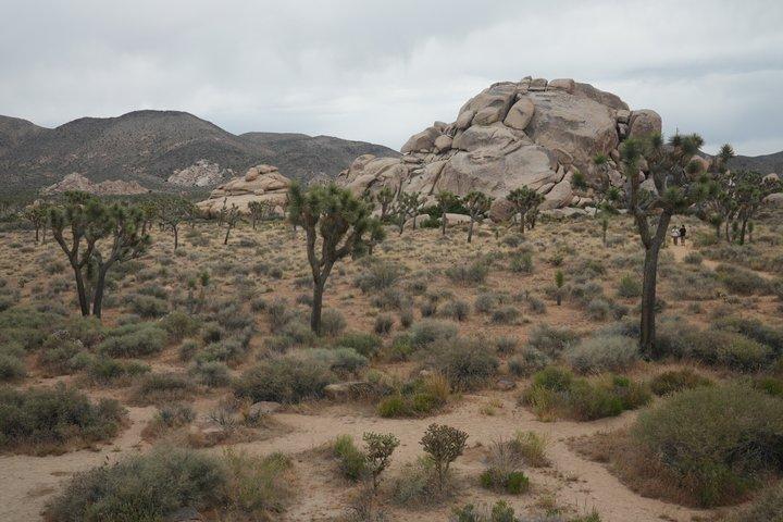 1 - Día Joshua Tree National Park Aventura privada desde San Diego