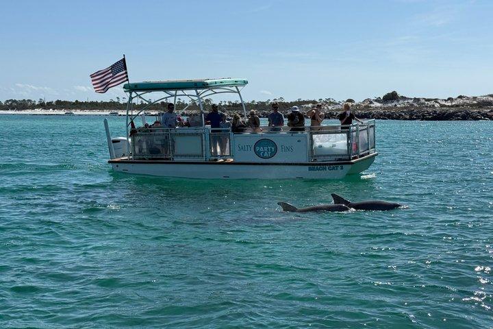 Shell Island Snorkel och delfin sightseeing