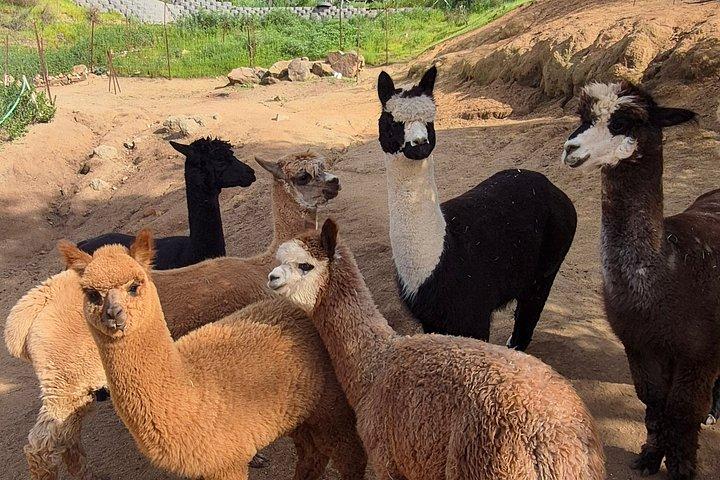 アルパカツアーとふれあい動物園体験で完全ファームツアー