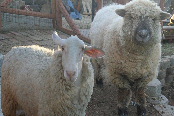 アルパカツアーとふれあい動物園体験で完全ファームツアー