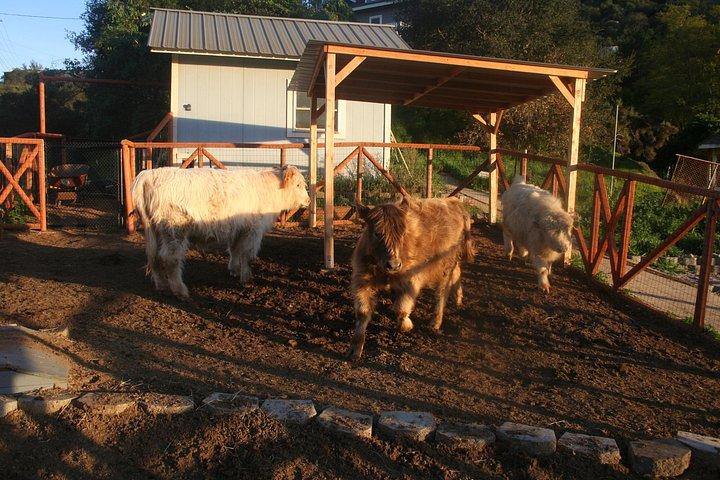 アルパカツアーとふれあい動物園体験で完全ファームツアー