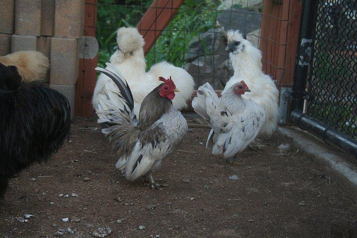 アルパカツアーとふれあい動物園体験で完全ファームツアー