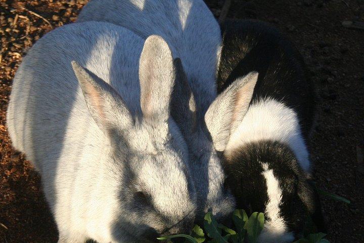 アルパカツアーとふれあい動物園体験で完全ファームツアー