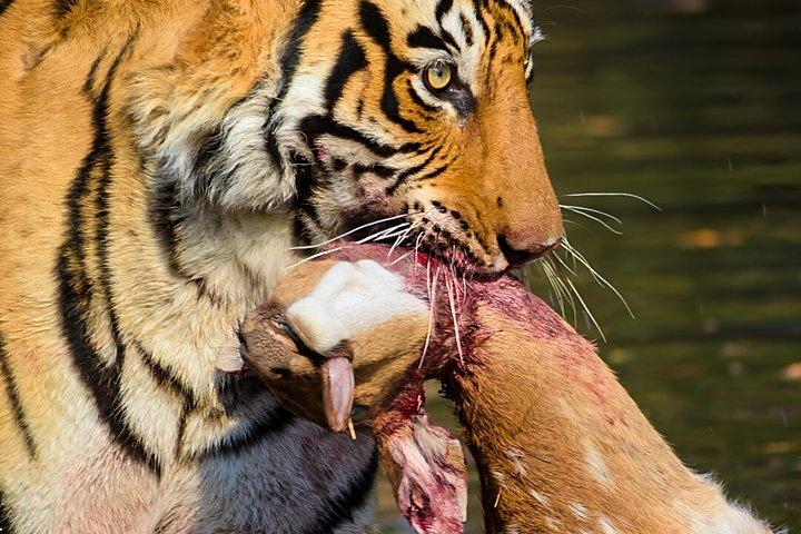 Gita di un giorno al Parco Nazionale Ranthambore da Jaipur - All inclusive