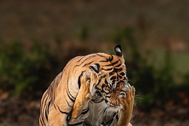 ジャイプール発ランタンブール国立公園日帰りツアー（オールインクルーシブ）
